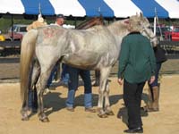 international/USA/2009FITS/gallery/AngieMcGhee/thumbnails/FITS Sat. 50 045.jpg